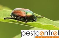 Beetle Pest Control Sydney image 2